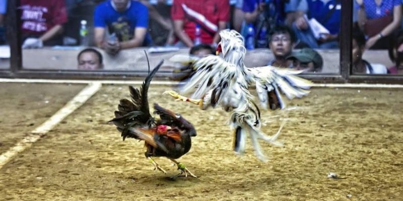 quocte88 ﻿đăng nhập lô đề uy tín