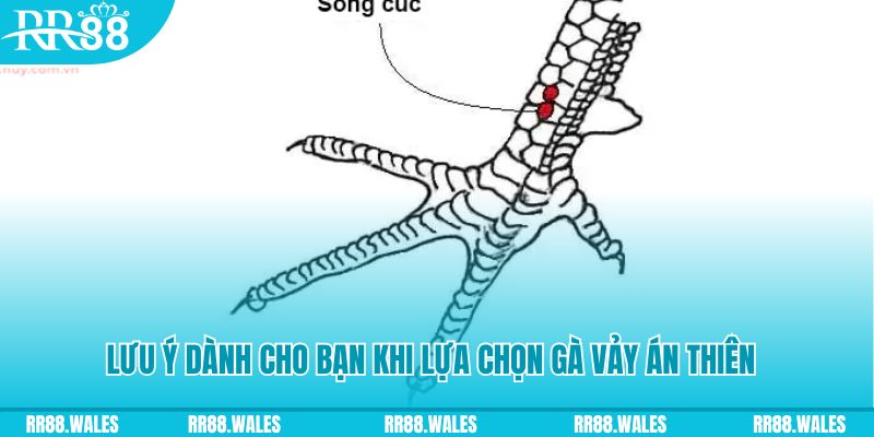 quocte88 xổ số khánh hòa
